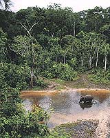 European Union Donates 38M Euros To Africa's Forests