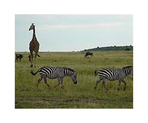 How the zebra got its stripes