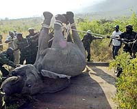 Jumbo-Size Elephant Relocation In Kenya Hits A Snag