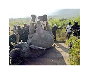 Poachers slaughter Kenyan elephant family