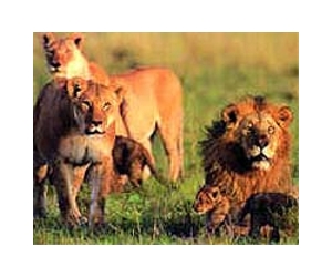 Marauding lions kill two in Zimbabwe