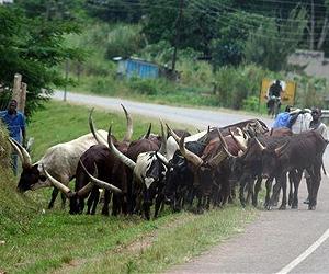 Livestock genes could protect against one of Africa's oldest animal plagues