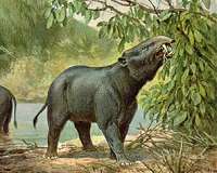 Human ancestors not to blame for ancient mammal extinctions in Africa