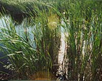 EU report seeks action on biodiversity