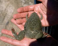 African Frogs Can Morph Toes Into Claws