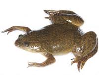Scientists design bioreactor to regrow amputated frog's legs