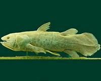 New finds of a living fossil