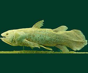 Genome sequencing of the living coelacanth sheds light on the evolution of land vertebrate