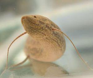 A small step for lungfish, a big step for the evolution of walking