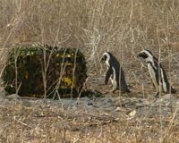 Passports For Penguins