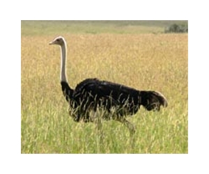 New flu strain found on S.African ostriches