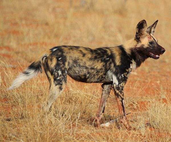 African painted dogs spotted in Uganda after four decades