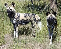 Carnivores Can Be AntiSocial And Successful