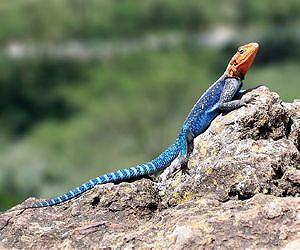 Why bigger animals aren't always faster