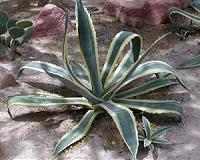 Agave genes could inspire new drought-resistant plants