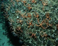 Explorers Marvel At Brittlestar City