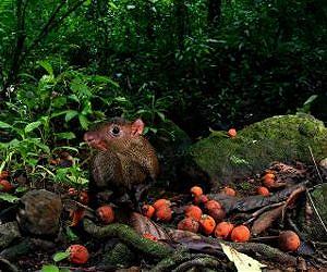 Rodent robbers good for tropical trees