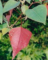 Samoa claims rights to AIDS-fighting gene found in Pacific tree bark