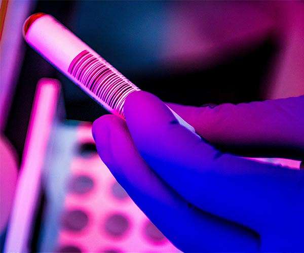 Dozens of viruses detected in Chinese fur farm animals