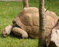 Zookeepers In Indias Kolkata Mourn Death Of 255-year-old Tortoise