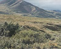 Oil Pipeline Breach Sparks One Of Worst Spills In Alaska