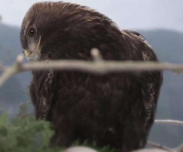 Finland grants permits to hunt protected eagle