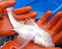 Fish May Actually Feel Pain And React To It Much Like Humans