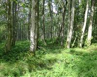 Drivers of temporal changes in temperate forest plant diversity