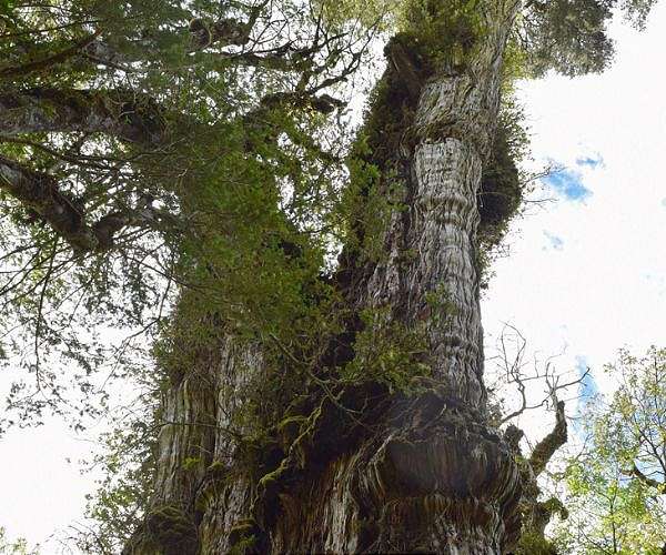 World's 'oldest' tree able to reveal planet's secrets