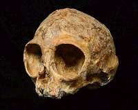 New 13-million-year-old infant skull sheds light on ape ancestry