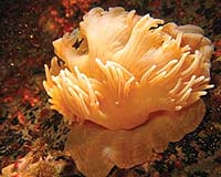 Divers Find New Species In Aleutians