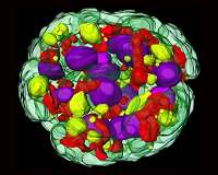 Division of mitochondria, key to animal evolution, is similar across species