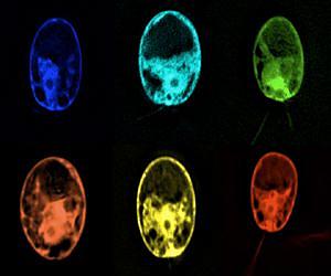 UC San Diego Biologists Produce Rainbow-Colored Algae