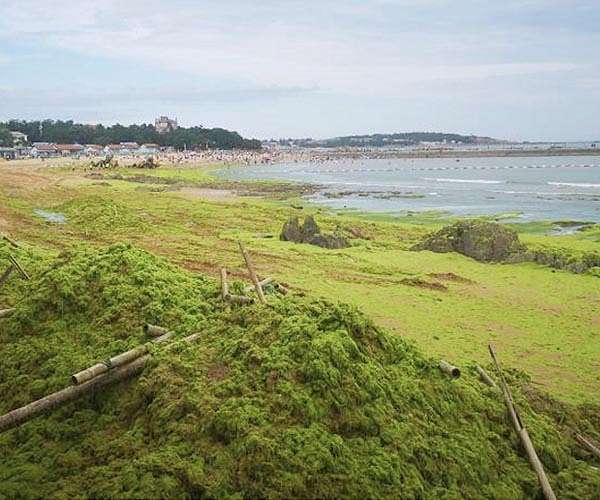 Toxic algae killing marine life off Australian coast