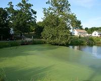 Pollution is driving force behind growth of nuisance algal scums