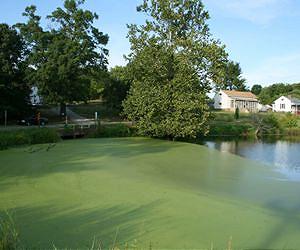 Nation equipped to grow serious amounts of pond scum for fuel