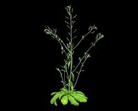 High yield crops a step closer in light of photosynthesis discovery