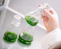 Algae as living biocatalysts for a green industry
