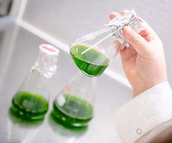 Can lab-grown algae help tackle hunger?