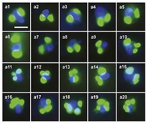 New Group Of Algae Discovered