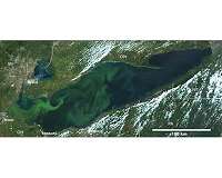 Remote sensing of toxic algal blooms
