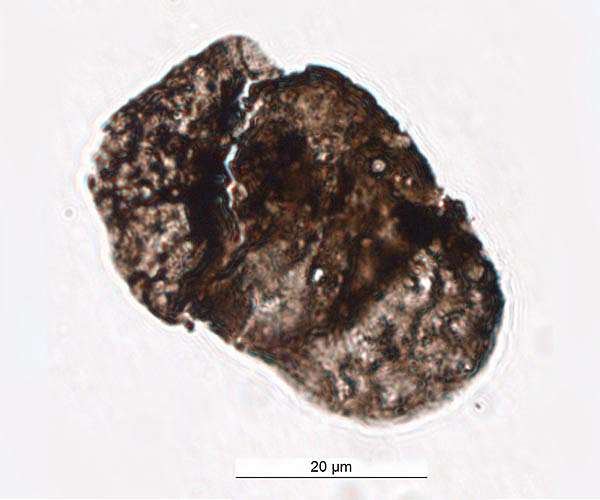 Fossil pollen 'sunscreen' proves role of ozone depletion in largest mass extinction