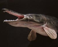 Monster exotic fish found in Hong Kong ponds