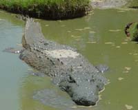 Alligator Blood And Mud Help Fight Superbugs