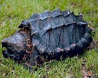 Study shows 'dinosaurs of the turtle world' at risk in Southeast rivers