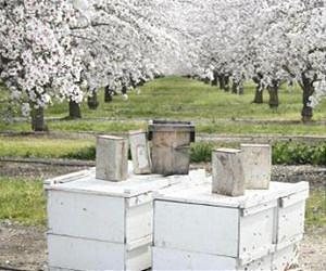 Wild pollinators increase crop fruit set regardless of honey bees