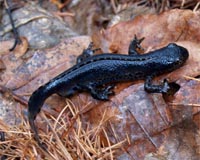 Global Warming Link To Amphibian Declines In Doubt