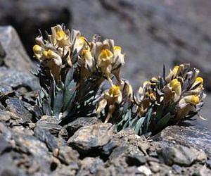 NYBG scientists develop and test rapid species conservation assessment technique