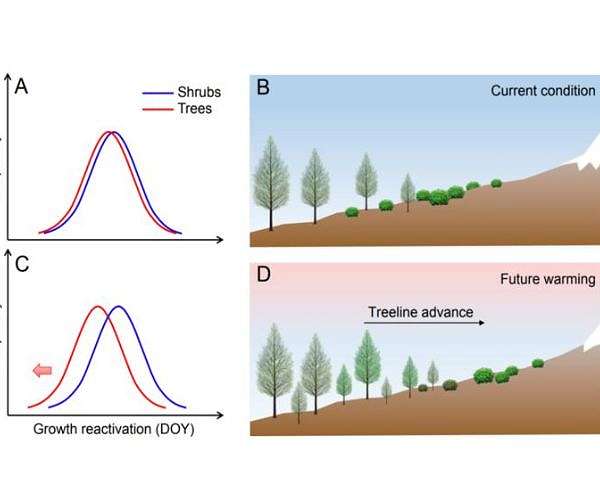 Why trees outcompete shrubs to shift upward?