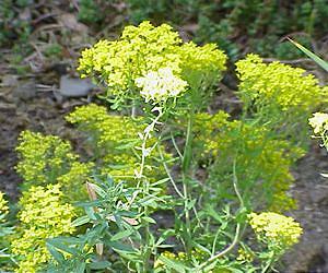 Flower power to purge poison and produce platinum